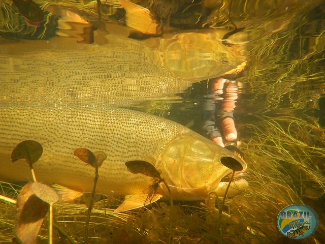 PIRA LODGE - Pantanal Argentino - Temporada 2.016